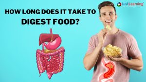 How long does it take to digest food